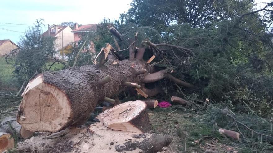 El árbol caído en el grave accidente de Colloto