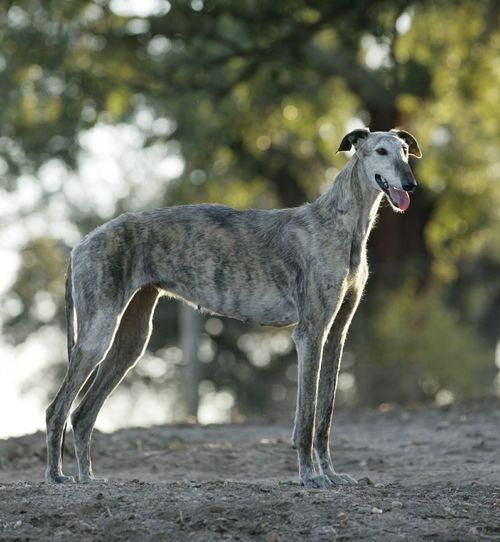 RAZAS DE PERROS ESPAÑA | Galgo español.
