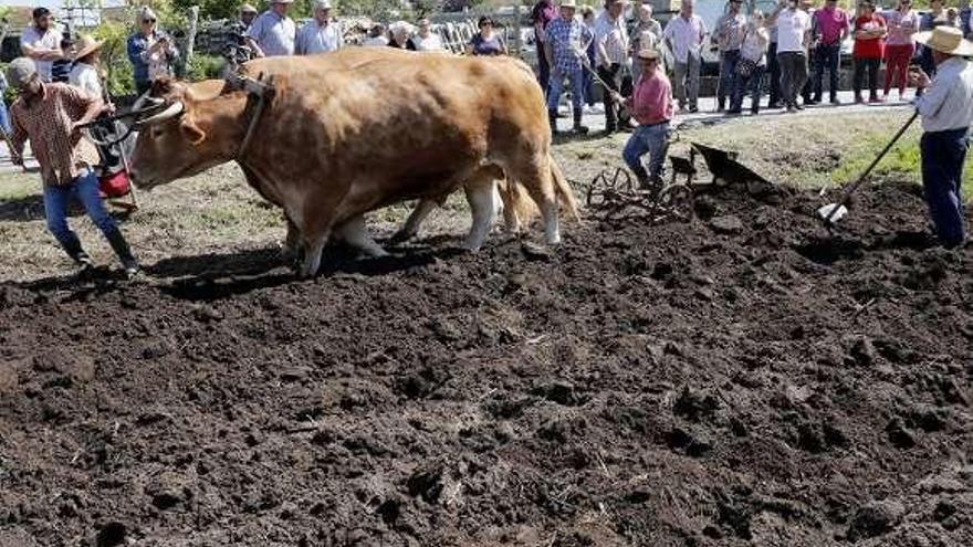 La Sementeira atrajo a cientos de personas a Matamá. // José Lores