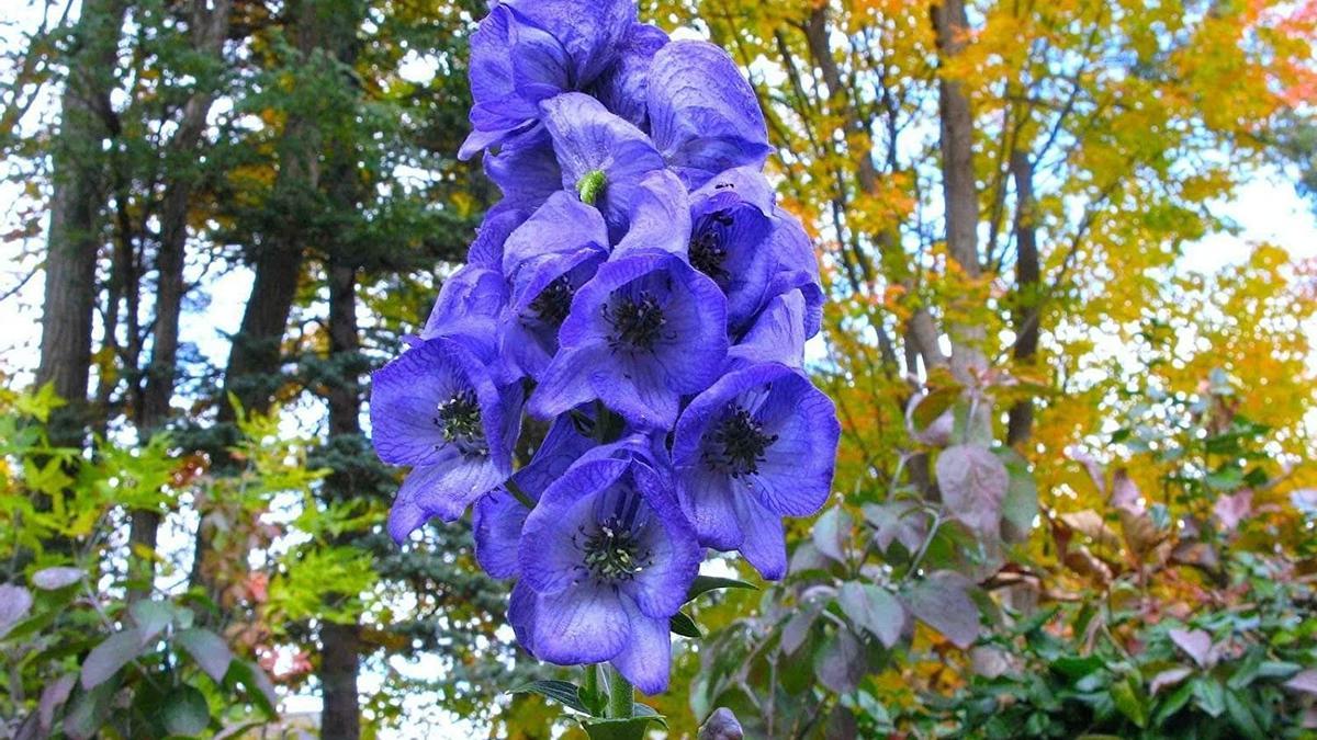 Aconitum napellus