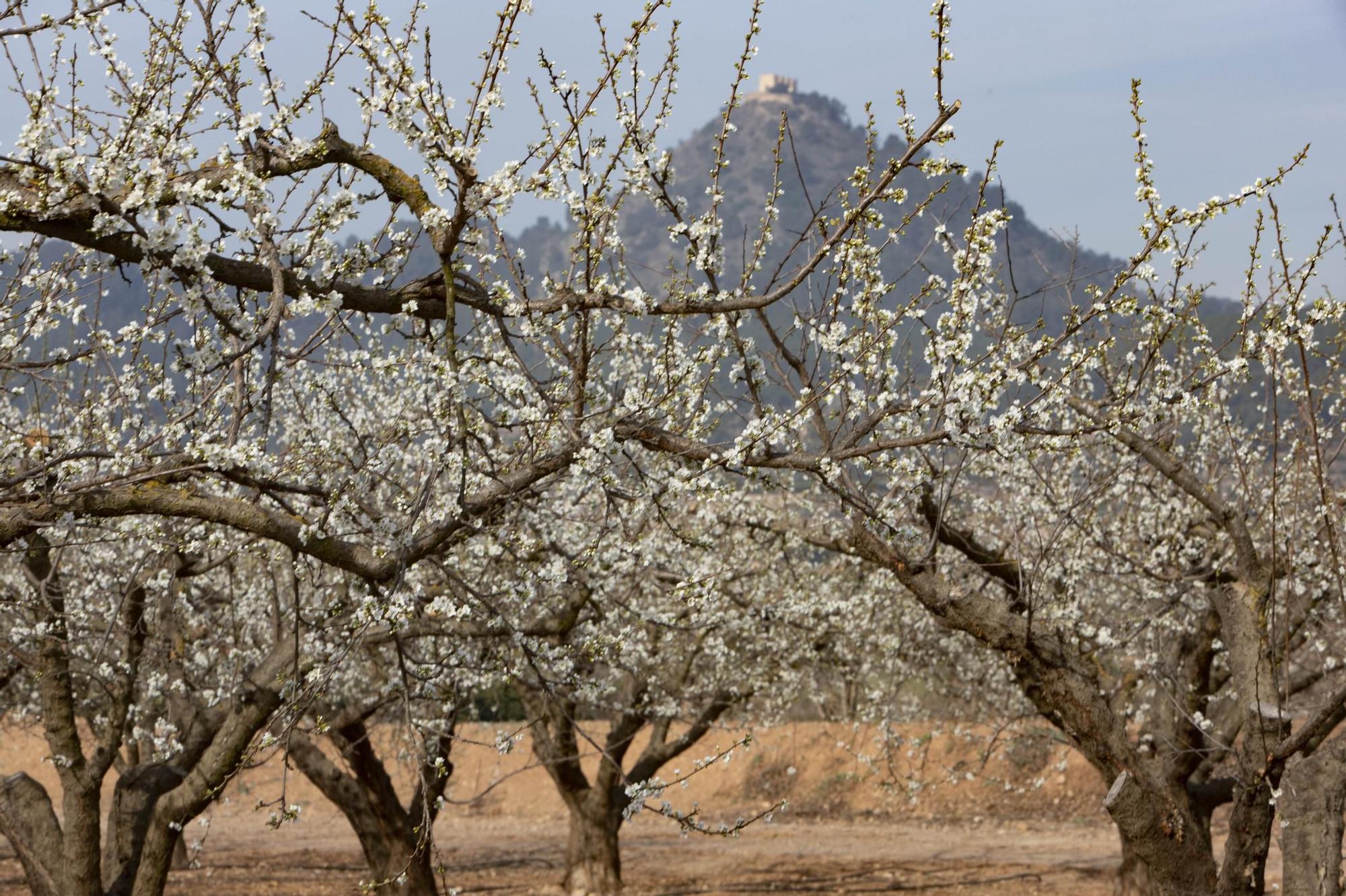 Los almendros en flor ya alegran los paisajes valencianos