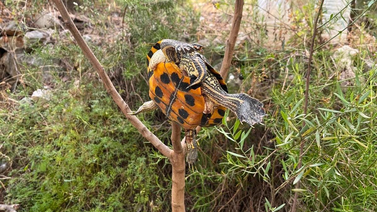La tortuga empalada de Almiserà.