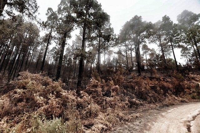 Zonas arrasadas por el incendio en el Norte de Tenerife