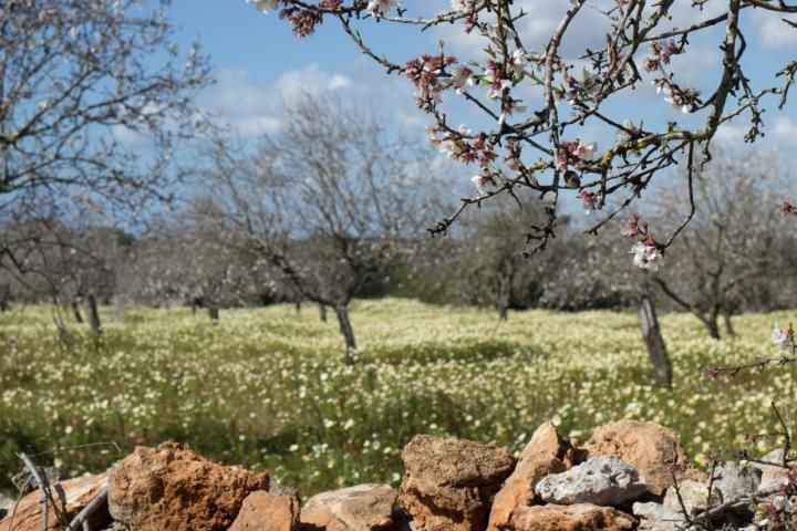 Mandelblüte auf Mallorca