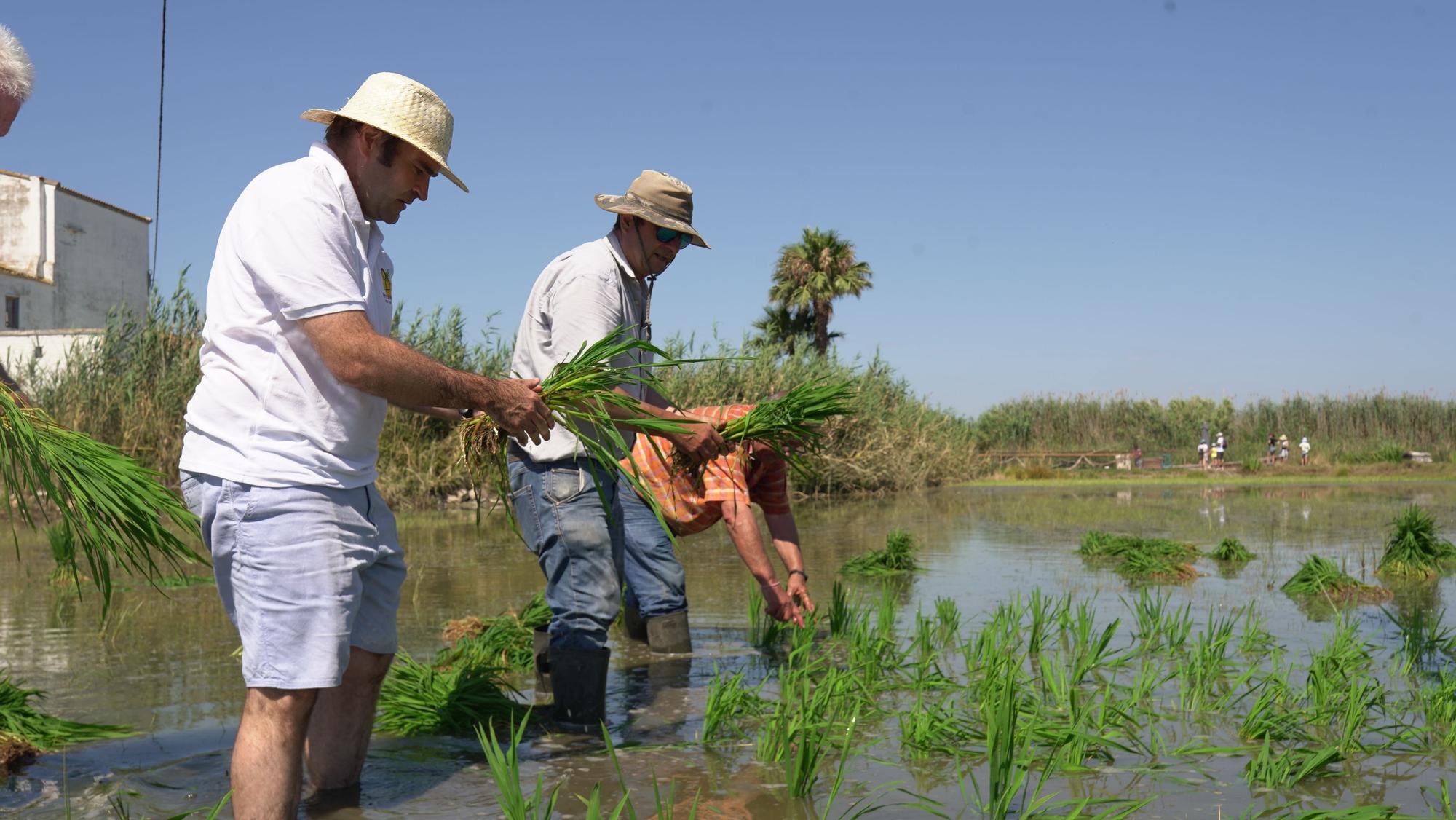 Turismo arrocero: así se puede conocer cómo se planta el arroz de l'Albufera