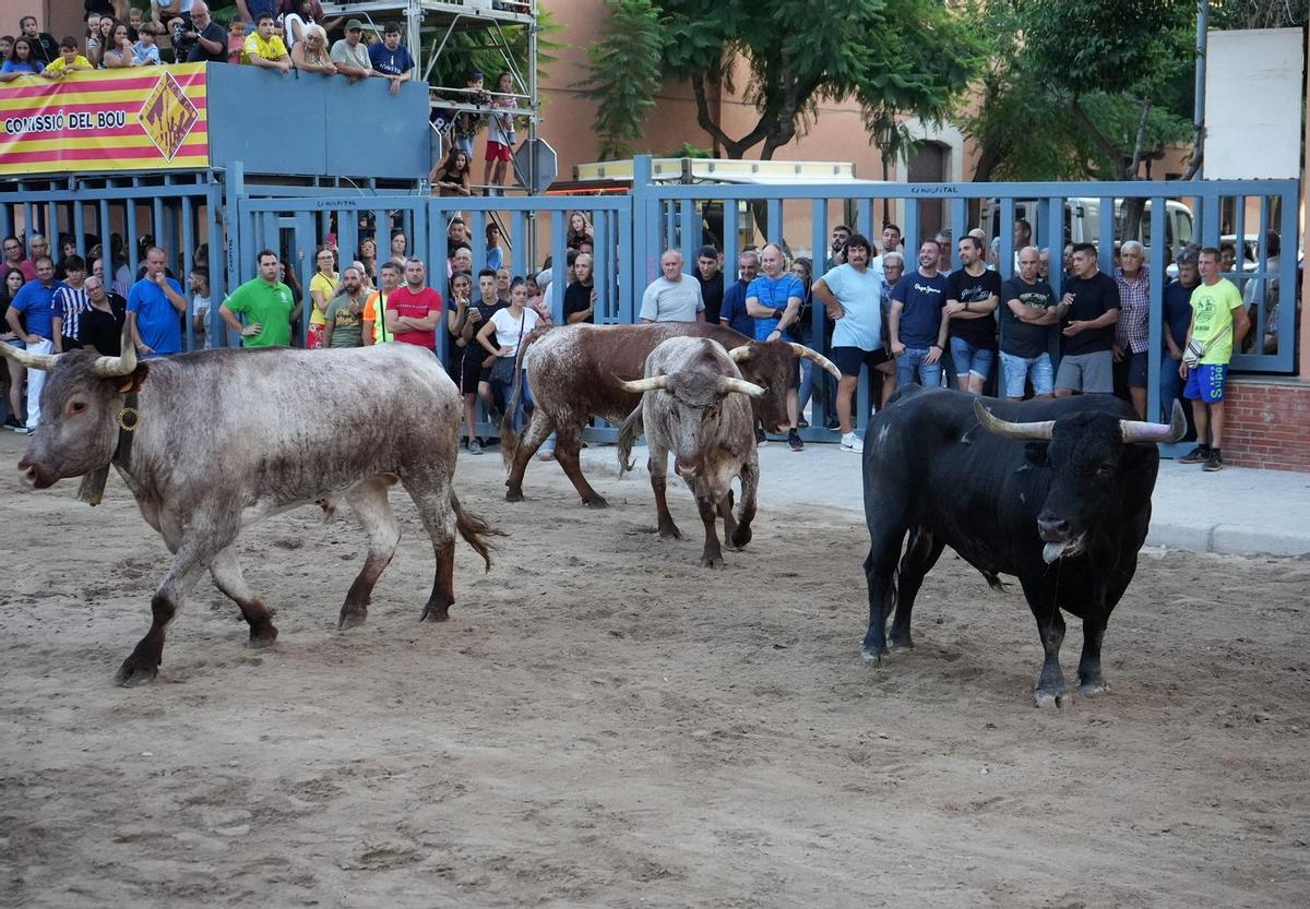 El nuevo contrato incorpora el servicio de mansos y vacas para ayudar a devolver a los corralesd a los toros cerriles, en el caso de ser necesario.