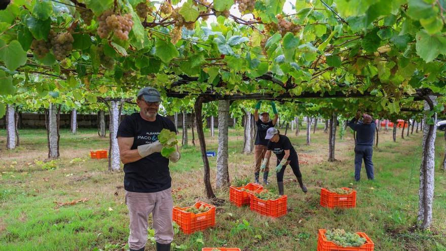 Asaga prefiere abortar el recorte de producción de uva si carece de consenso
