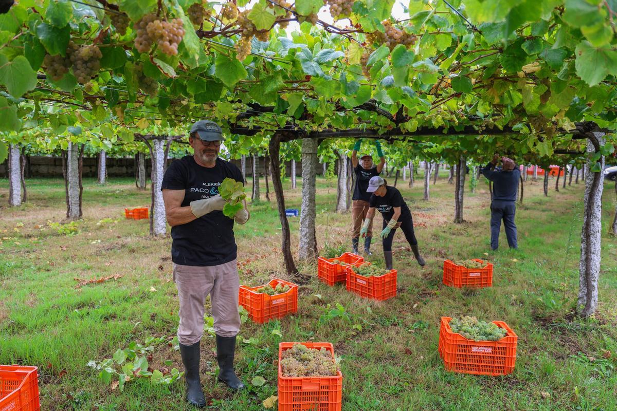 La pasada vendimia en la DO Rías Baixas.