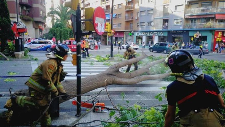 Un herido por la caída de un árbol en Zaragoza