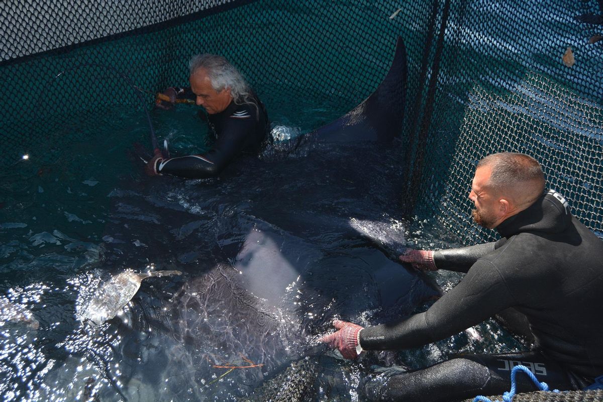 Un de los ejemplares de mantarraya capturados por accidente, junto al director de Anse, Pedro García.