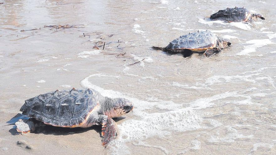 El renéixer de les tortugues marines