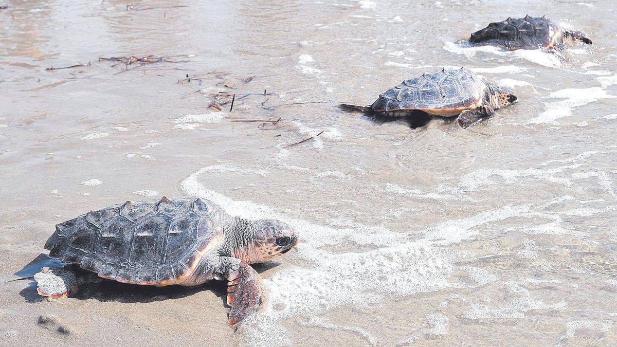 Alliberament de tortugues careta d’un niu trobat a l’estiu del 2023 a la platja de Santa Pola, a Alacant / AXEL ÁLVAREZ
