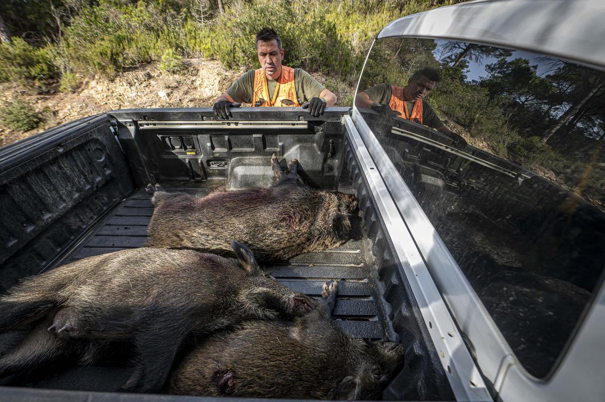 Así funciona una batida de caza en Girona: seguridad, convivencia y control del jabalí