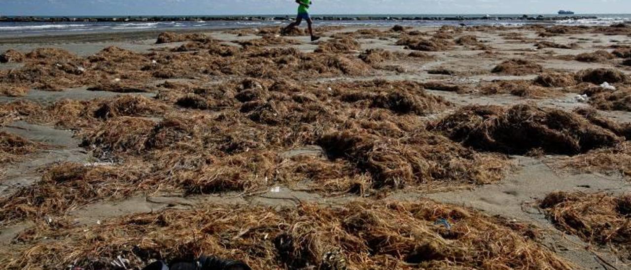 La playa del Postiguet repleta de algas arrancadas por el temporal con sus raíces por la fuerza del oleaje, ayer