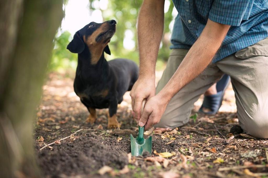 La trufa negra se recolecta con ayuda de perros entrenados.