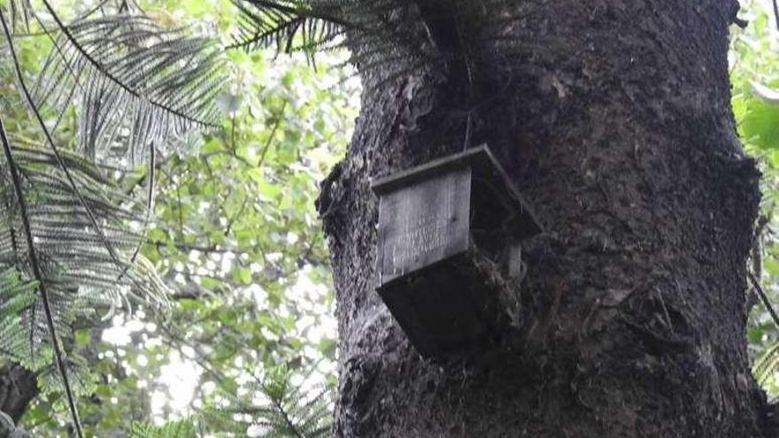 Caseta instalada en los 80 en un árbol de Méndez Núñez.