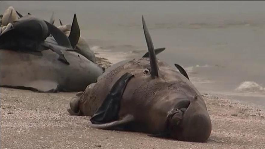 Preocupación ante la posible explosión de las ballenas varadas en Nueva Zelanda
