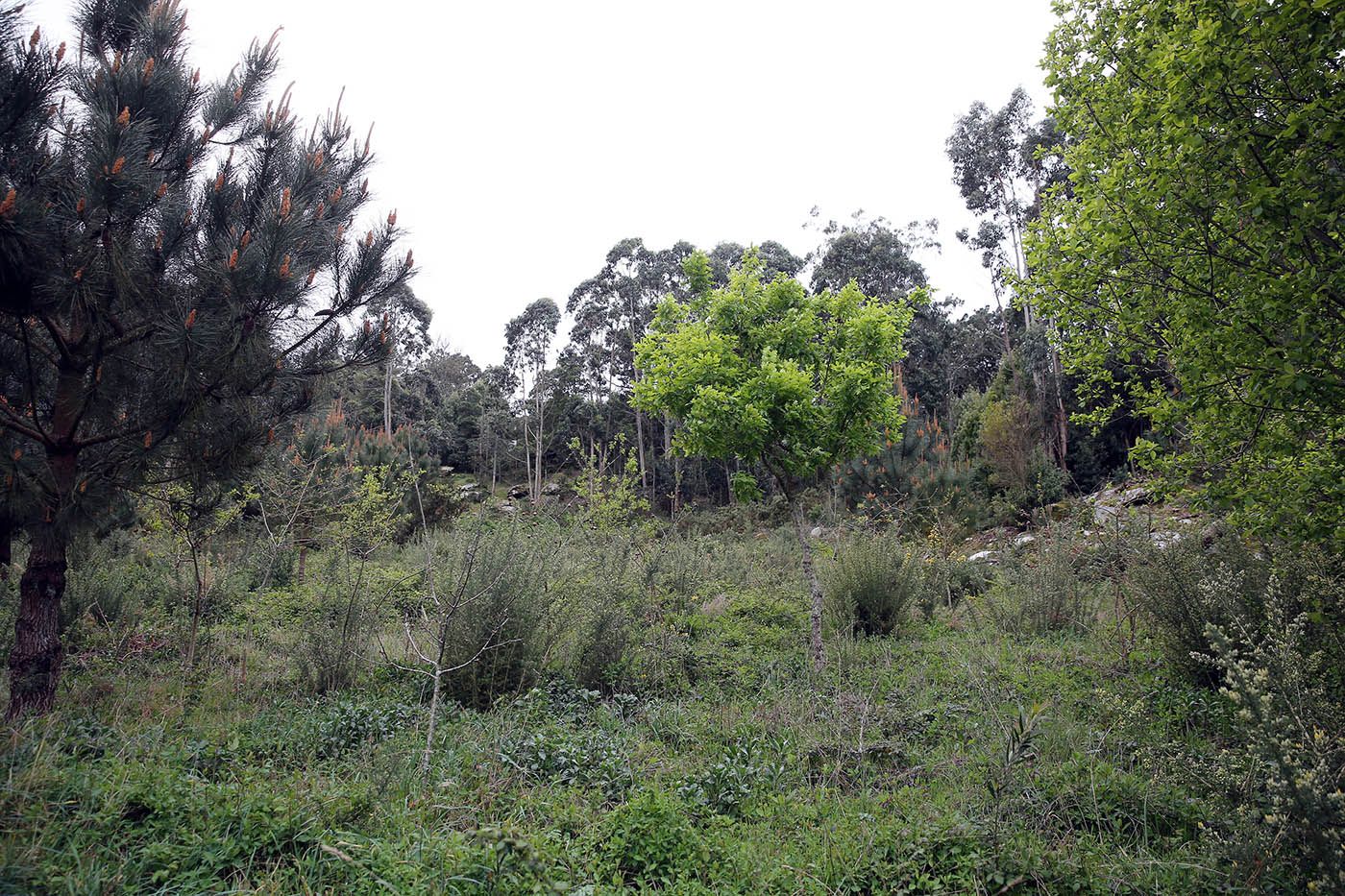 Los “ángeles” del  paraíso natural vigués