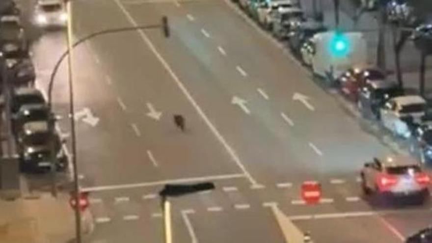 Vídeo: Un jabalí irrumpe de noche en plena calle en Castelló