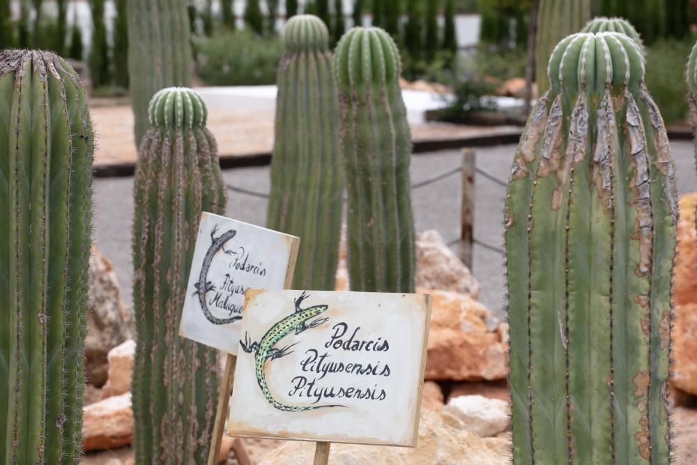 Abre sus puertas en Sant Rafel el primer jardín botánico y biotecnológico de las Pitiusas con vegetación de ambas islas