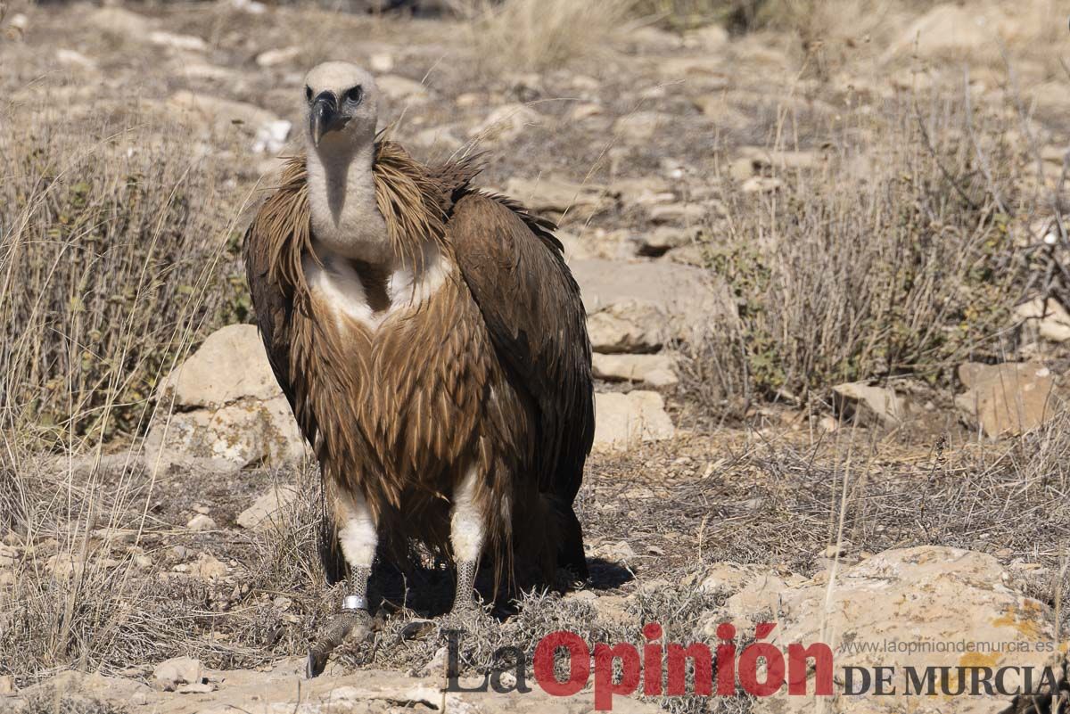 Suelta de dos buitres leonados en la Sierra de Mojantes en Caravaca