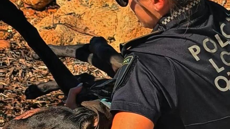 Rescate de vértigo de la Policía Local de Orihuela: un cachorro cae por un acantilado de ocho metros en Aguamarina