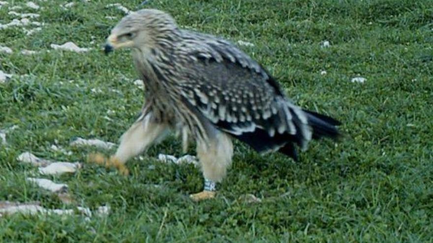 Localizan un águila imperial oriental en la comarca de la Jacetania