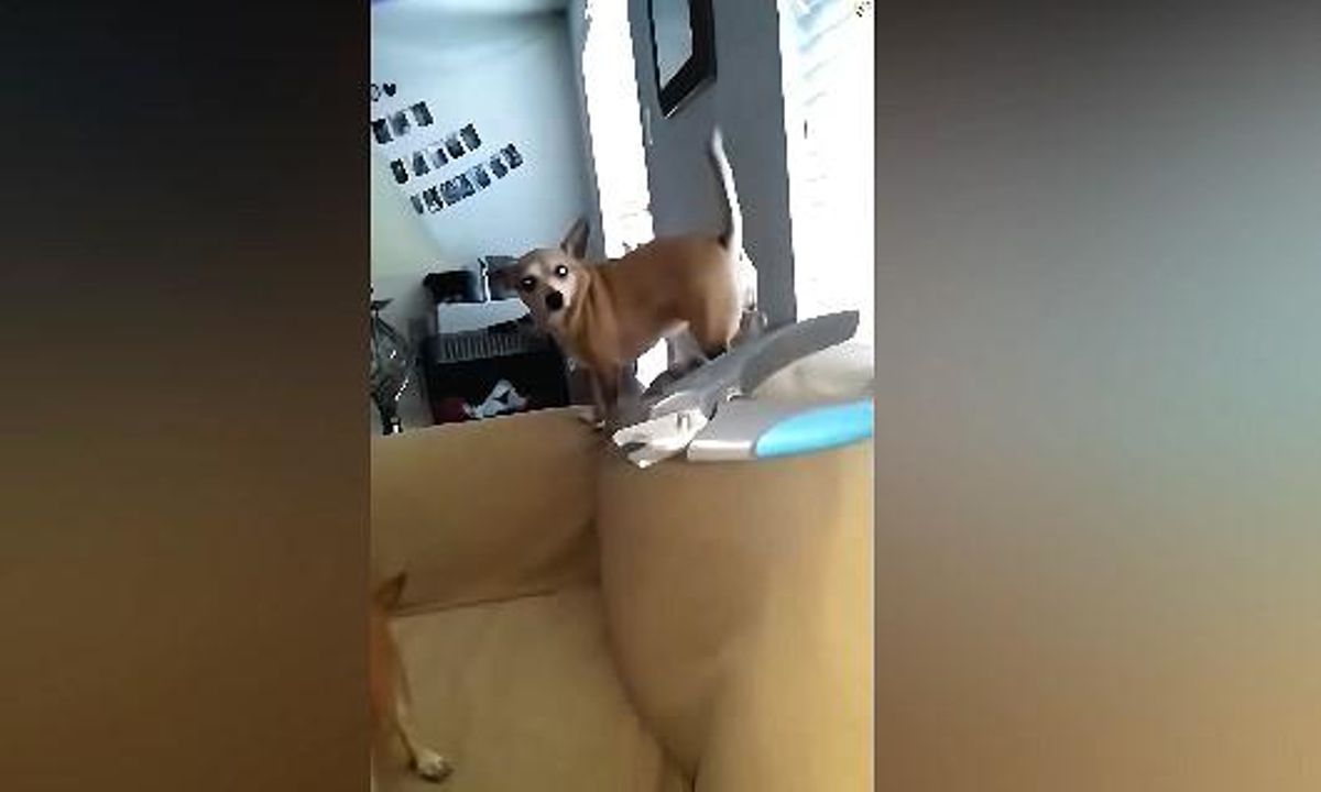 Este perro es uno de los protagonistas del vídeo que reacciona huyendo cuando ve el cortauñas.