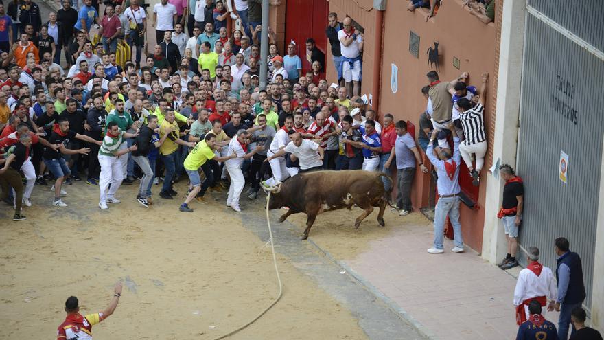 GALERÍA | Así fue la salida de Rencoroso, el Toro Enmaromado de Benavente