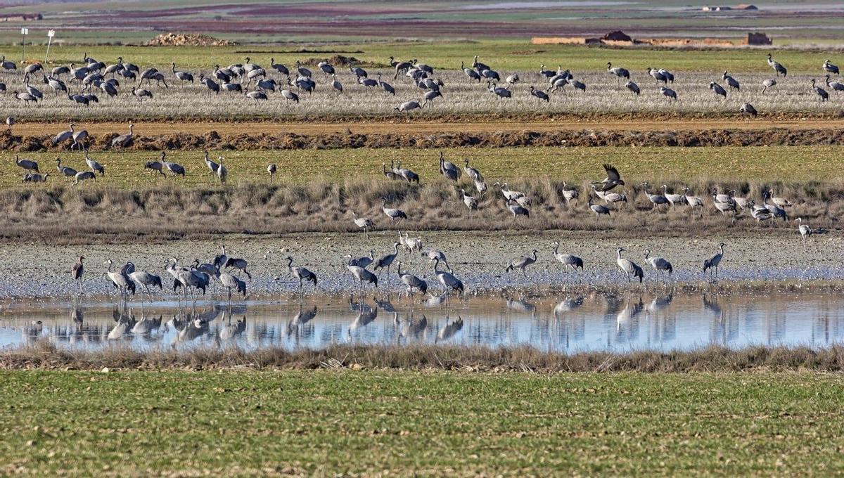 Grúas europeas hivernan cada año en la Laguna de Gallocanta