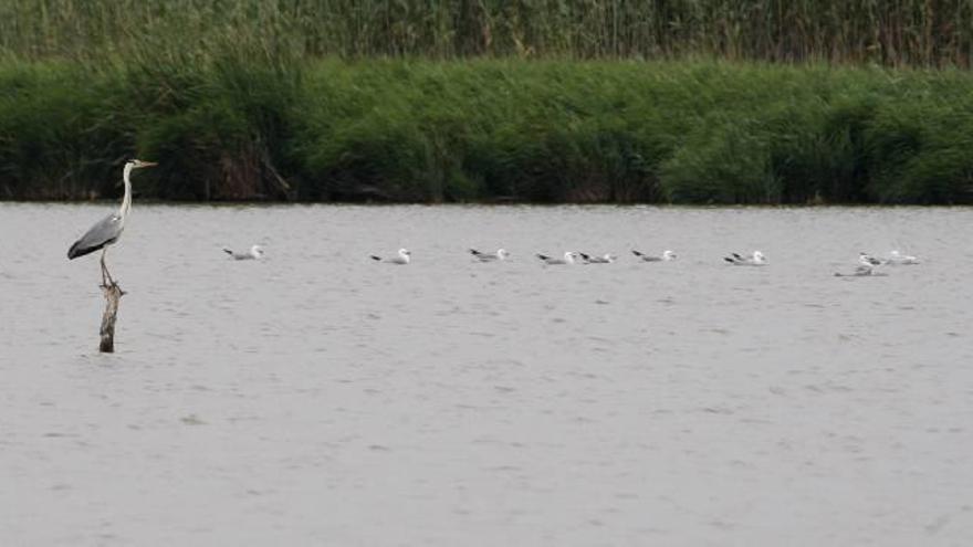 El actual plan del Xúquer perpetúa  los problemas del lago de l&#039;Albufera