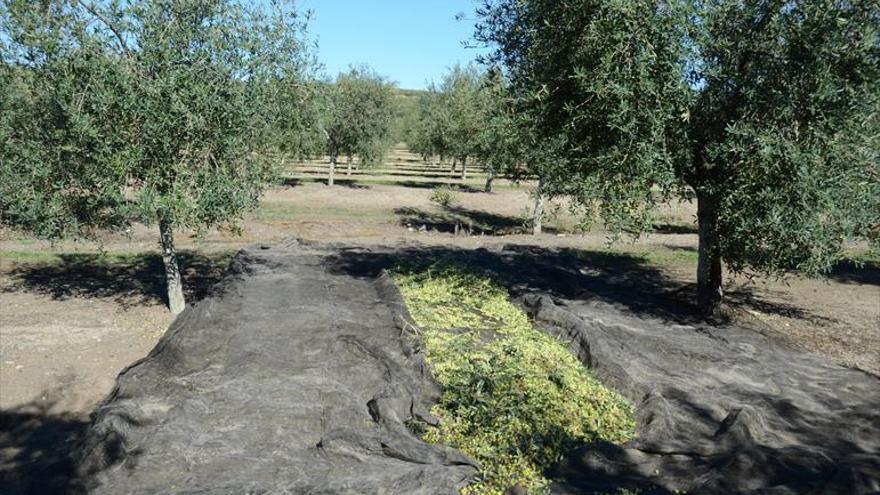 La Junta refuerza la lucha contra los robos en el sector agrario