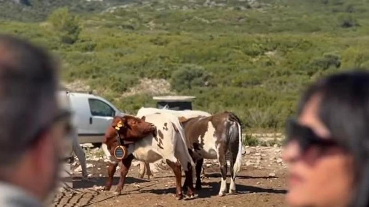 Las vacas ya ramonean en terrenos de Segària