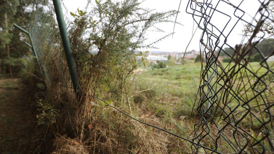 Manadas de jabalís, corzos o zorros se cuelan cada día en el recinto de la Agasp