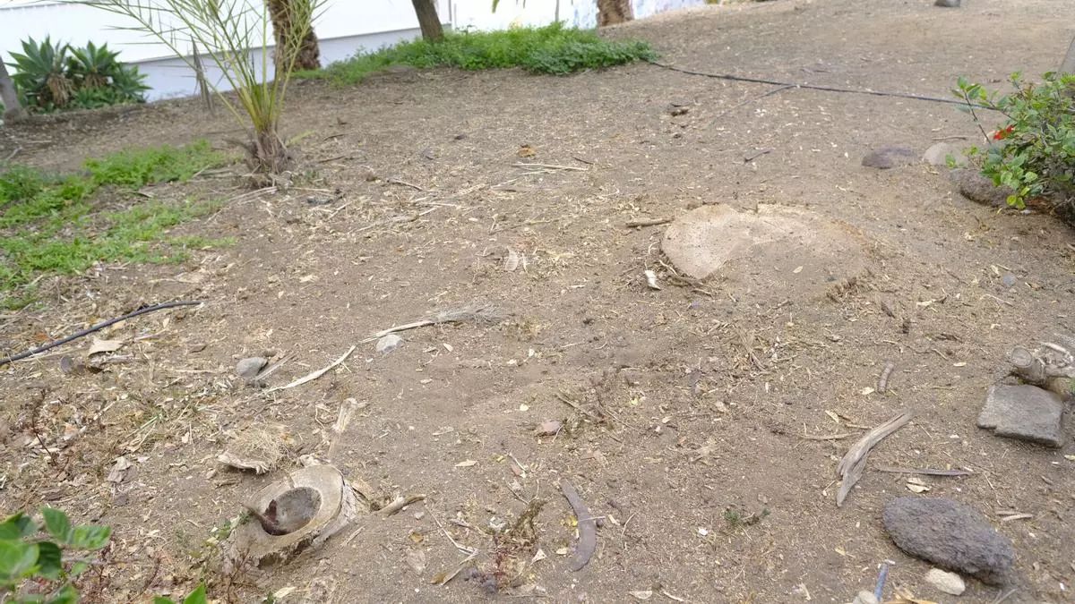 Las Torres denuncia el abandono de sus zonas verdes: "Cada vez desaparecen más árboles"