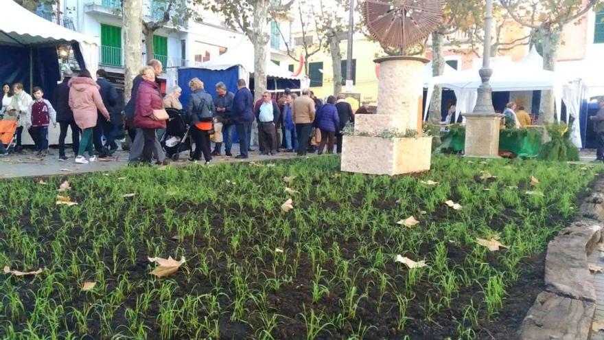 En la Plaça Major se ha recreado un cultivo típico de la localidad &#039;poblera&#039;.