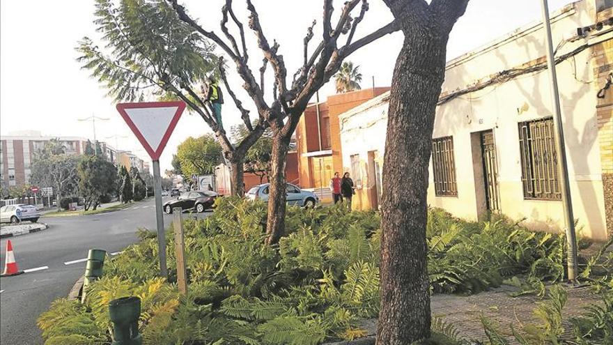 Vila-real ahorra 26.000 € en la poda de árboles pese a sumar espacios