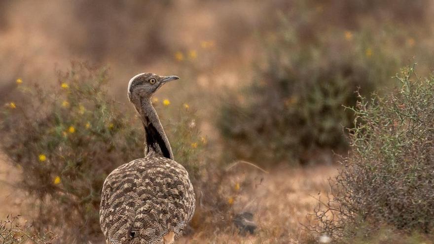 Pollos recién nacidos y aves en cortejo: la alerta ecologista ante el rally de Lanzarote