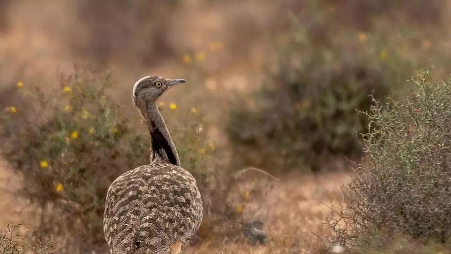 Ecologistas alertan de aves protegidas en reproducción junto al recorrido del Rally Isla de los Volcanes