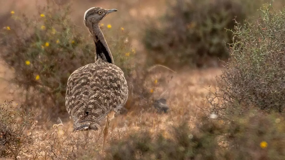Pollos recién nacidos y aves en cortejo: la alerta ecologista ante el rally de Lanzarote