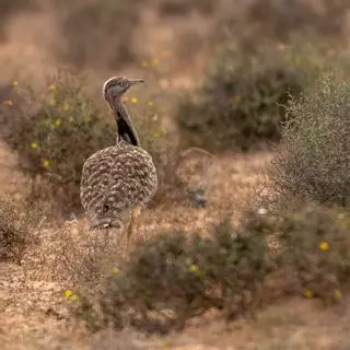 Pollos recién nacidos y aves en cortejo: la alerta ecologista ante el rally de Lanzarote