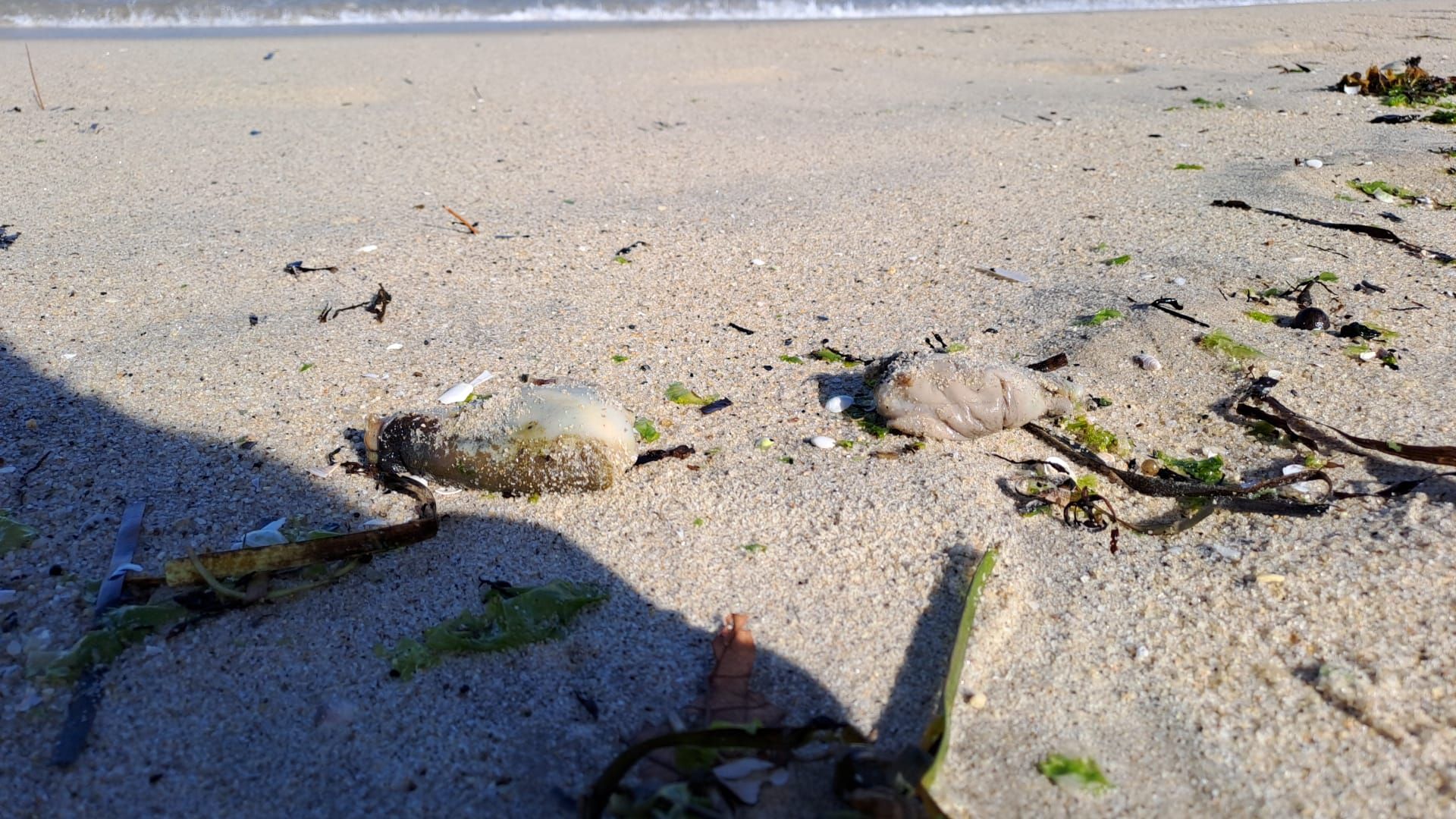 ¿Qué son las decenas de 'babosas' que han tomado la playa de Ladeira en Baiona?
