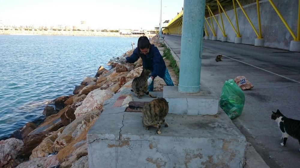Voluntarios del CES y el Albergue Municipal han colaborado con la castración de 571 gatos en Torrevieja este año. En dos años la campaña ha evitado el nacimiento de 18.000 crías.