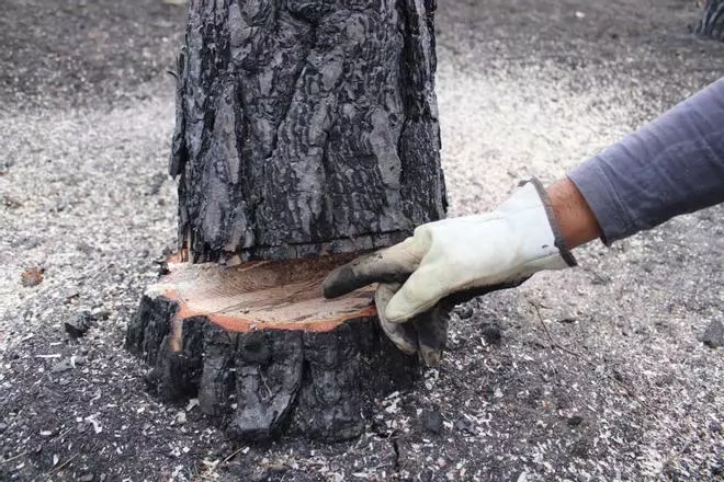 Los propietarios de fincas en la Culebra comienzan a talar los pinos quemados