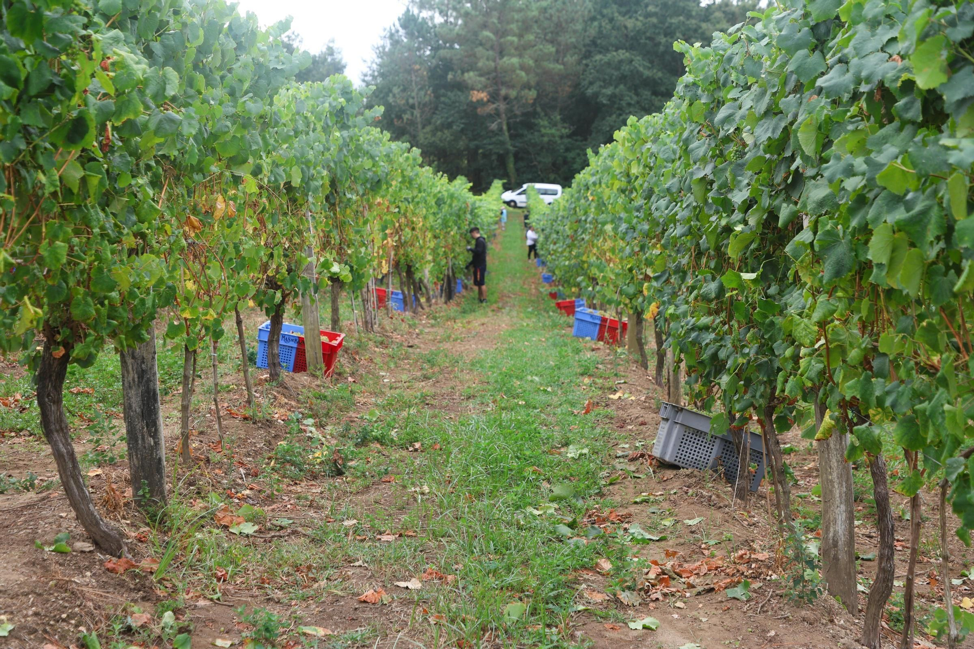 Recolección de uva para el primer espumoso de la bodega arousana Granbazán (O Salnés) en una parcela de Vedra (Ribeira do Ulla).