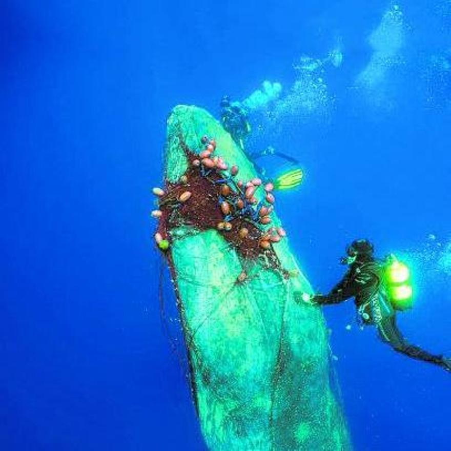 La ballena no se podía mover a causa de la presión de la red, que la retenía de arriba abajo. 