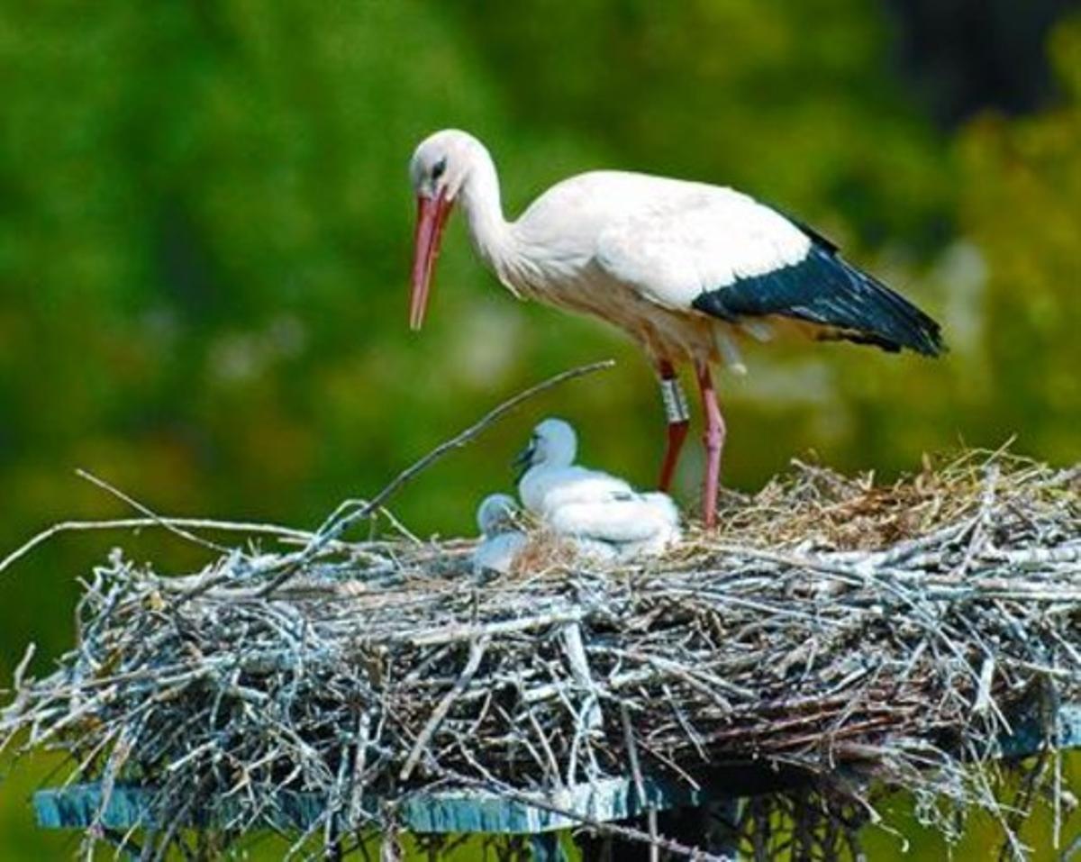 Cria 8 Una cigonya amb els seus pollets, a l’estany de Banyoles. Cria 8 Una cigonya amb els seus pollets, a l’estany de Banyoles.