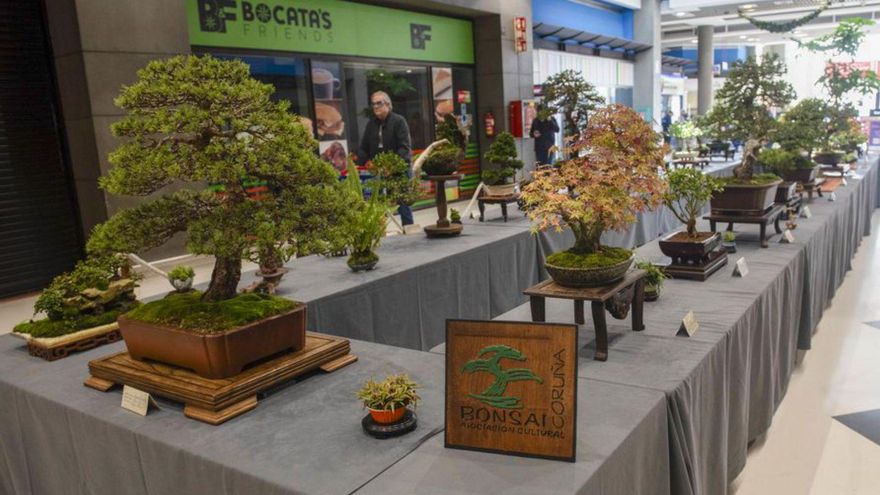 Una exposición para descubrir el bonsái y el suiseki