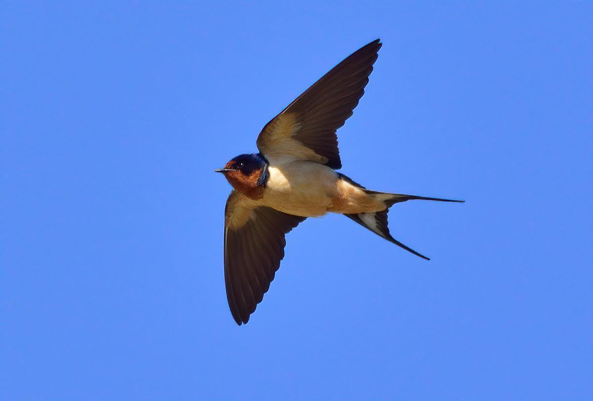 Golondrina común, una de las especies más conocidas en la provincia de Castellón.