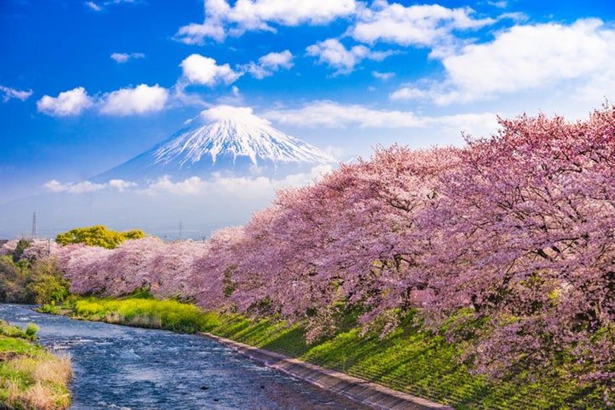 Cerezos al pie del Lago Kawaguchi, Monte Fuji